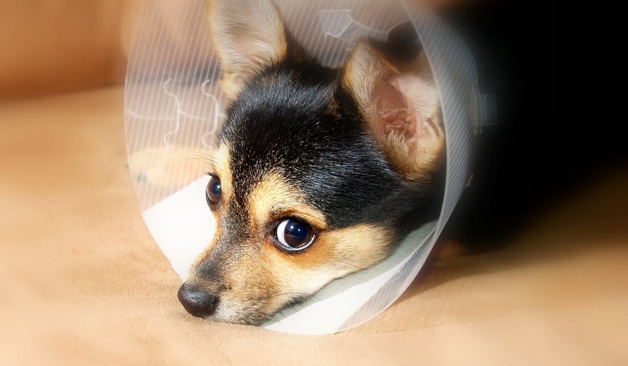 Pet surgery services at Ottawa Barrhaven Animal Hospital