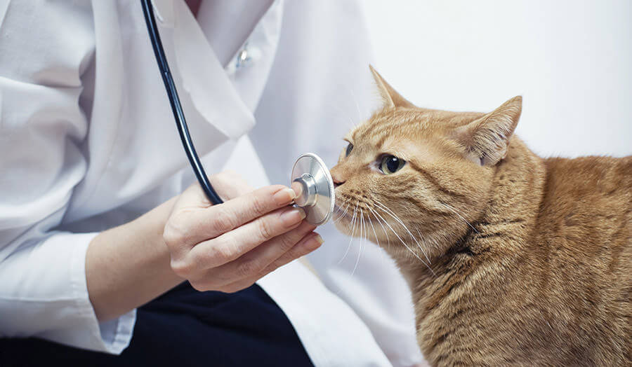 Pet wellness exam at Ottawa Barrhaven Animal Hospital in Barrhaven