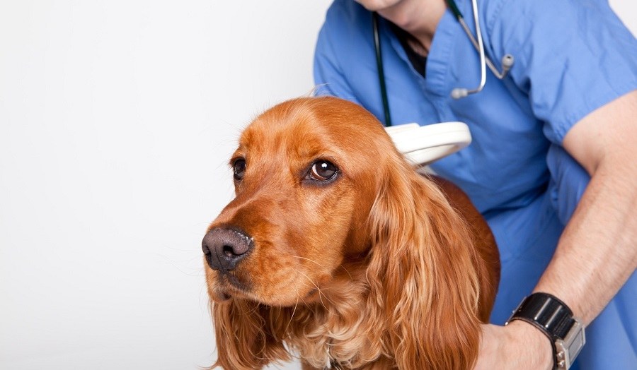 Pet microchipping service at Ottawa Barrhaven Animal Hospital