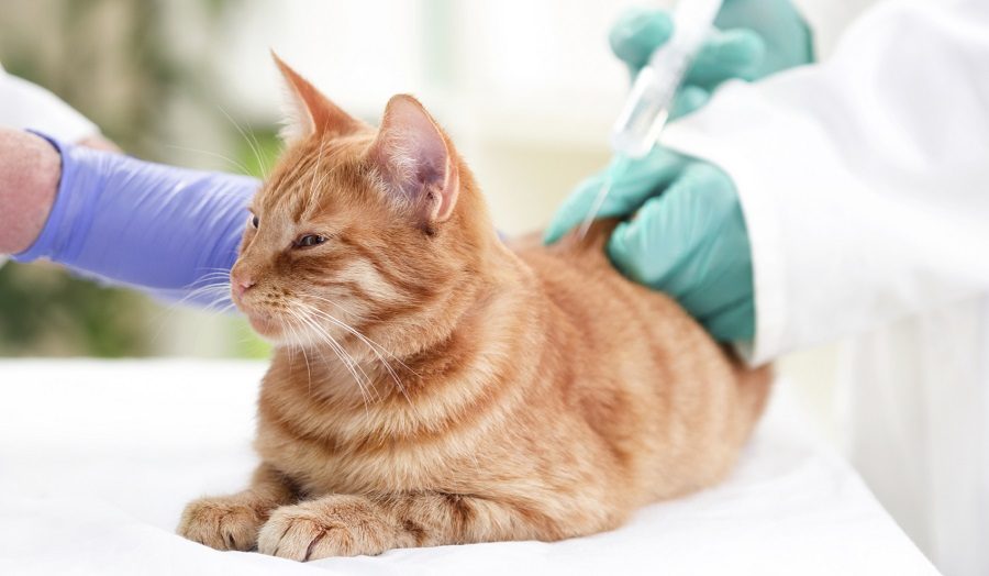 Pet vaccination at Ottawa Barrhaven Animal Hospital in Barrhaven, Ottawa